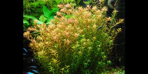 Ротала Круглолистна / Ротала Індійська / Rotala Rotundifolia/ Rotala Indica