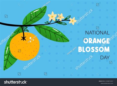 National Orange Blossom Day Vector Cartoon Stock Vector Royalty Free