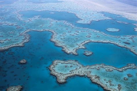 great barrier reef sees mass bleaching  ocean temperatures hit record
