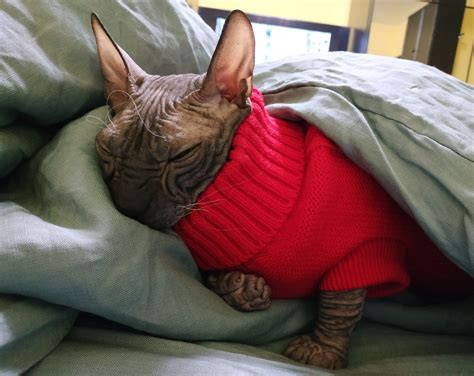 Мяу | Пикабу