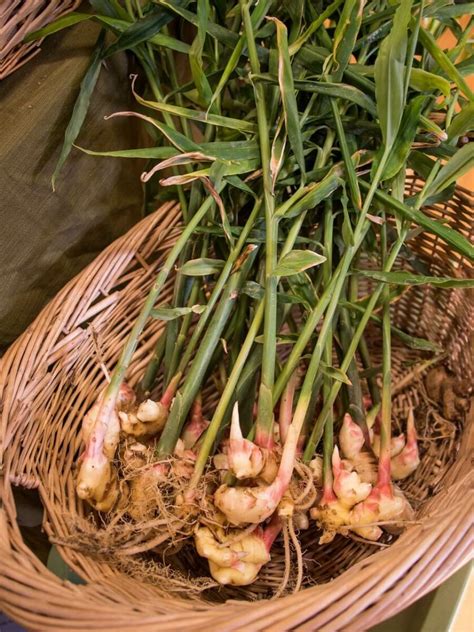 growing ginger  helpful tips  indoor  outdoor growing