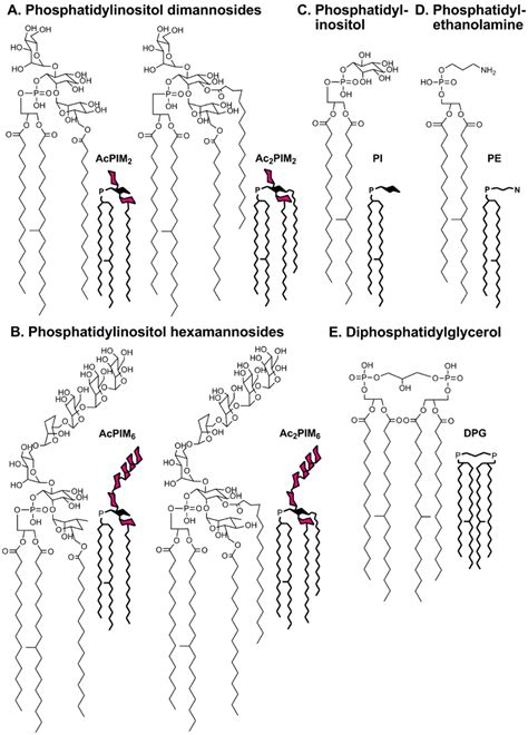 Phosphatidylinositol Mannosides Pims A Phosphatidylinositol