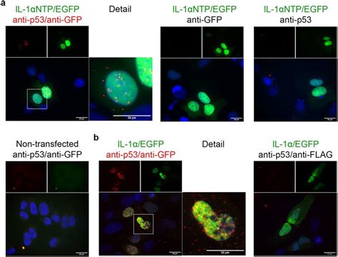 In Situ Proximity Ligation Assay Pla Indicates The Close