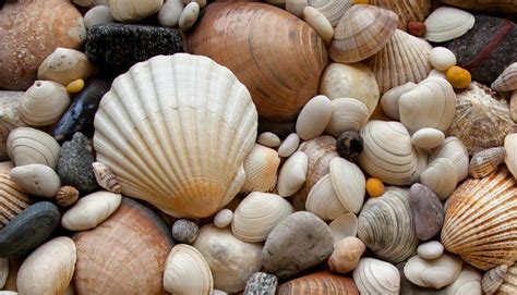 types  seashells  pictures