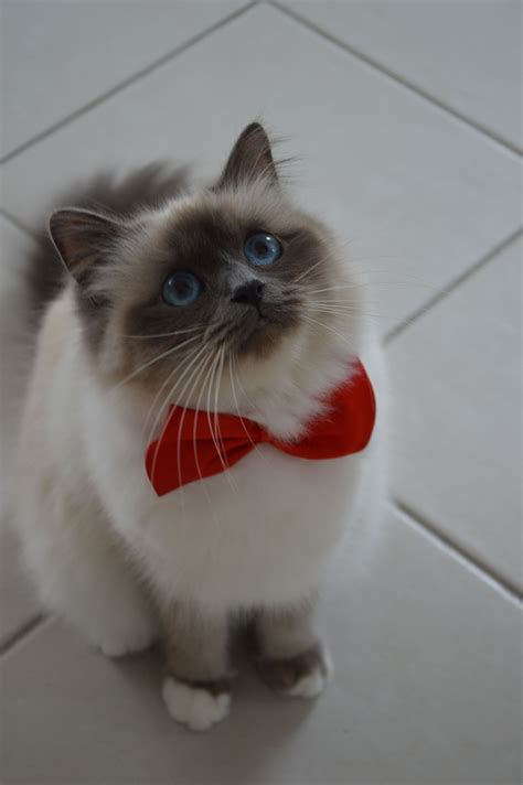 Luna - Sacré de Birmanie blue point - Birman cat | Birman cat, Baby