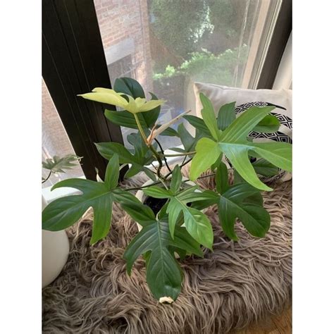 Philodendron Florida Ghost Mint Shopee Malaysia