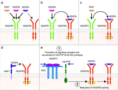 Regulation Of Vascular Endothelial Growth Factor A Vegfa Vascular