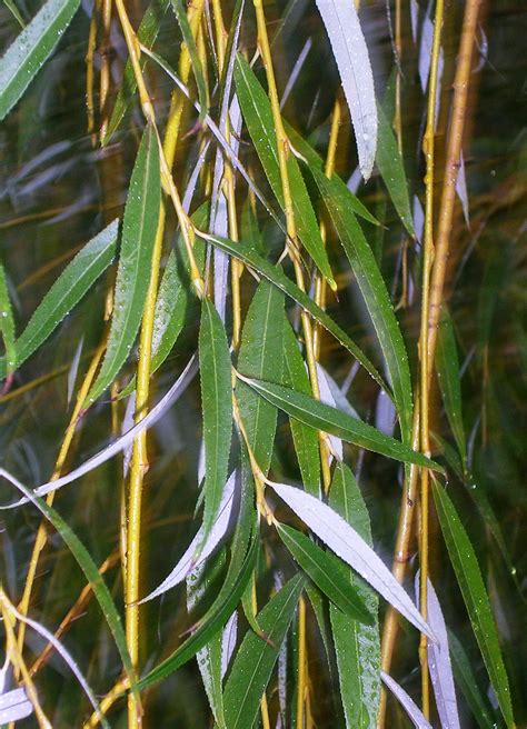 Salix Babylonica Aurea Gorini Piante