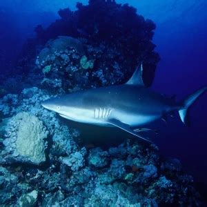 Grey reef shark - Facts, Diet, Habitat & Pictures on Animalia.bio