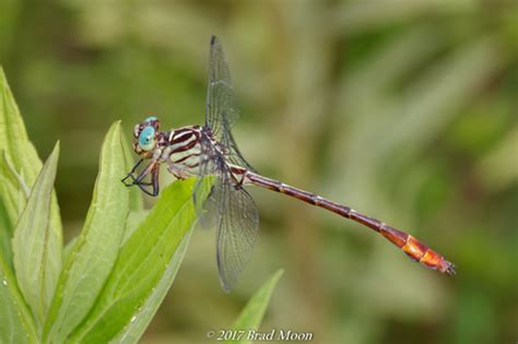 Russet Tipped Clubtail Stylurus Plagiatus INaturalist Canada