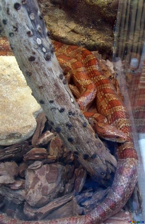 Snake In Cage Free Image № 10715