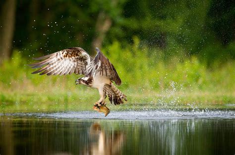 Capturing Birds In Flight Is Not Always Easy But With Just A Few Tips