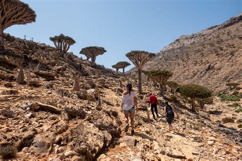 Socotra Essentials Tour | Rocky Road Travel | Socotra Tour