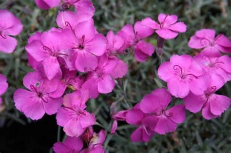 Dianthus Gratianopolitanus Bab Lom Kolky Haupt