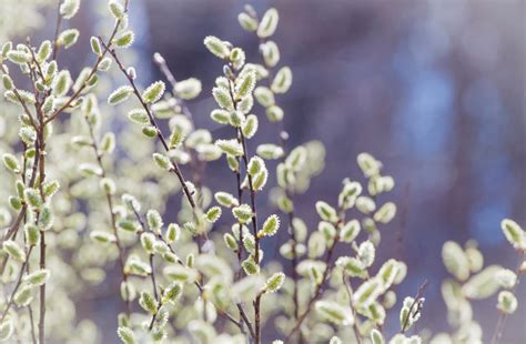 Salix Discolor Pussy Willow
