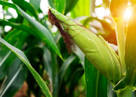 Maize Farming | ADAMA South Africa