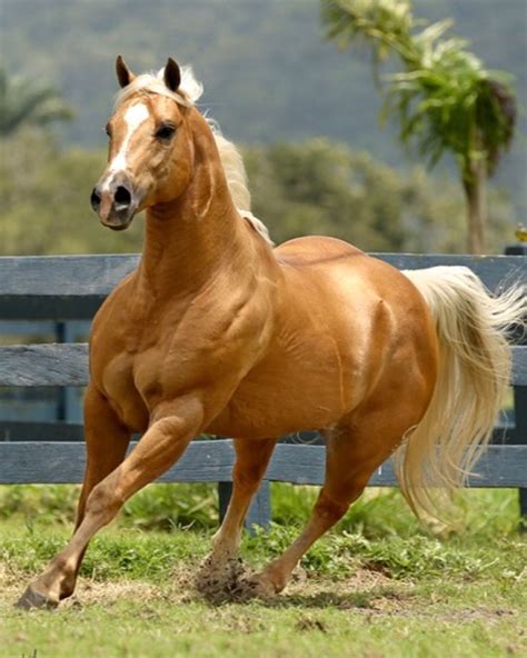 Beautiful Palomino Horses