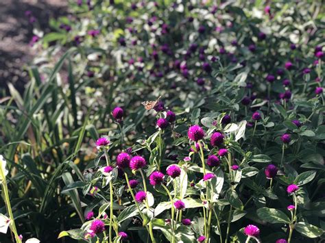 Montreal Travel Guide for first timers — Kelsley Nicole