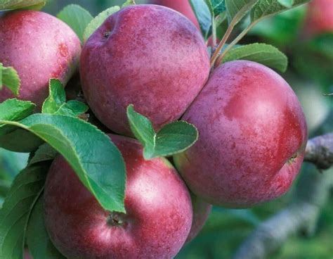 Анис Яблоня Описание Фото – Telegraph