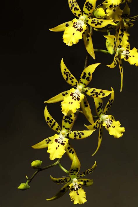 How To Grow And Care For Oncidium Orchids Odontoglossum