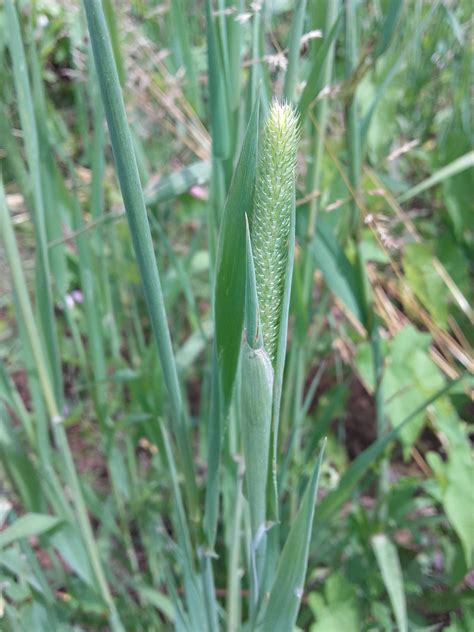 Graminées : la fléole des près en pollinisation