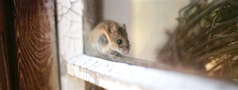 Pest Proofing Your Garage Doors Mesa Garage Doors