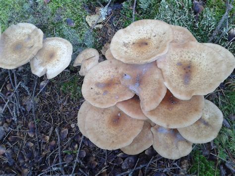 Безплатна снимка : гора, есен, гъбичка, гориста местност, bolete ...
