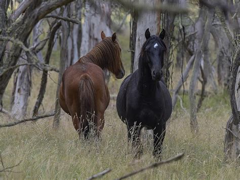wild brumbies   snowy mountains gold coast bulletin