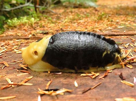 Banana Slug Pacific Northwest Gohikingca