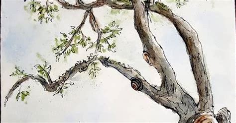 Sketching In Nature Indian Trail Tree Southport Nc Lin Frye