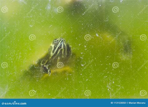 Small Turtle in an Aquarium Stock Photo - Image of underwater, color ...