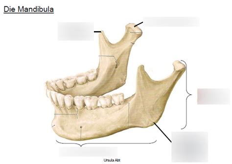 Sch Del Mandibula Diagram Quizlet