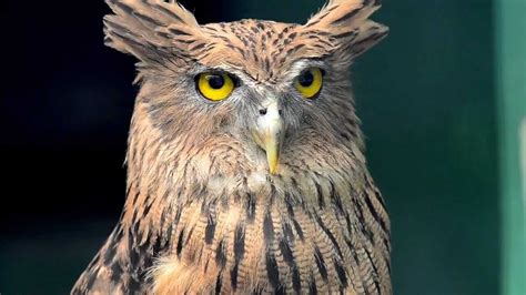 Brown Fish Owl(Ketupa zeylonensis) @ Kadoorie Farm - YouTube