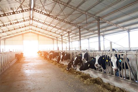 Royalty Free Dairy Farm Pictures Images And Stock Photos Istock