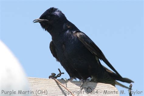 Purple Martin