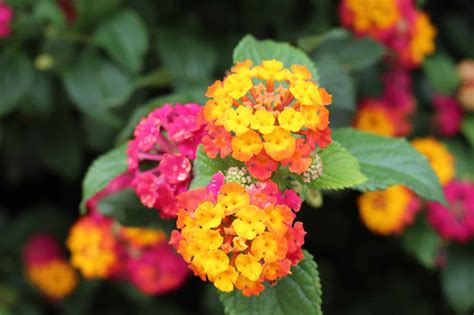 Mounding Lantana Vs Trailing Lantana Whats The Difference