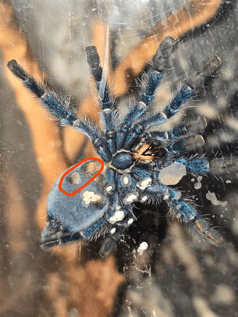 what happens if tarantula dirty indoors 9