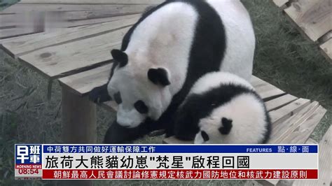 旅荷大熊猫幼崽“梵星”启程回国凤凰网视频凤凰网