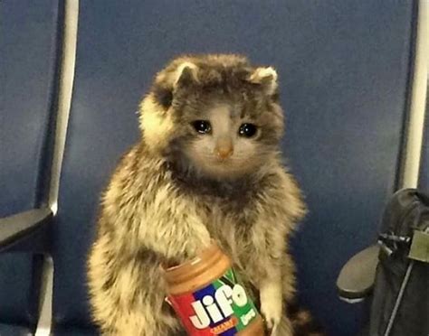 Sad cat: The peanut butter at three o'clock in the morning is very ...