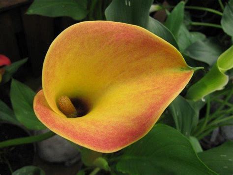 Zantedeschia (Calla Lily) | North Carolina Extension Gardener Plant Toolbox