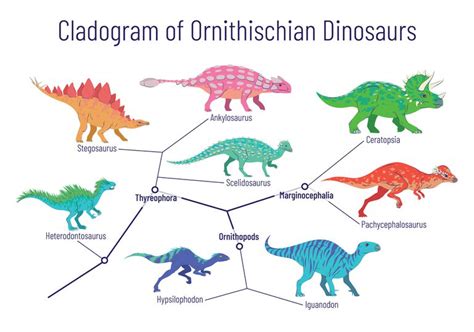 What Is A Cladogram Definition And Examples