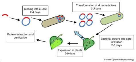 Schematic Description Of Transient Expression Using Peaq Vectors