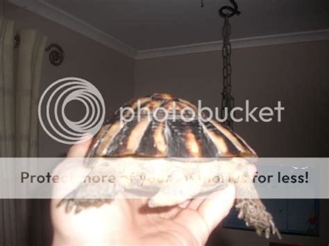 Please Help Determine Tortoise Breed Sex Age Reptile Forums