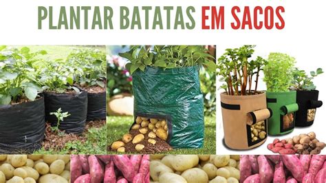 Aprenda A Plantar Batata Em Sacos Youtube