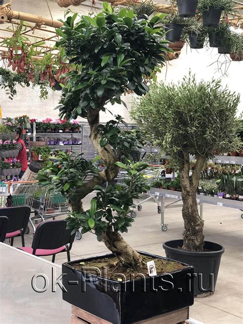 Бонсай Фикус Микрокарпа Гинсенг в керамике – уход, цена в интернет ...