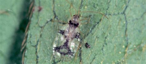 Lace Bugs Identification Damage And Treatment Organic Plant Care Llc