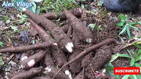 Como Cosechar La Yuca Parte 2 Ecuador Amazonia Alex Tapuy Vlogs