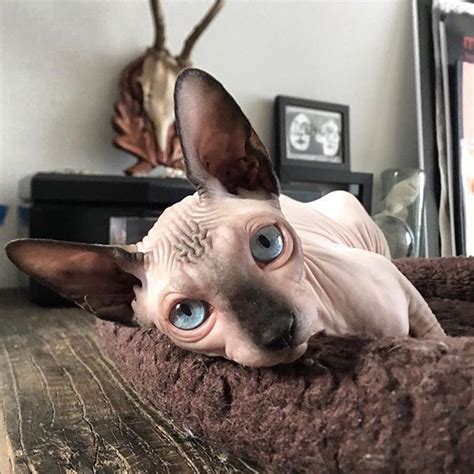 The Daily Nude Just A Nude Being A Nude Heavymetalpapillon Cute