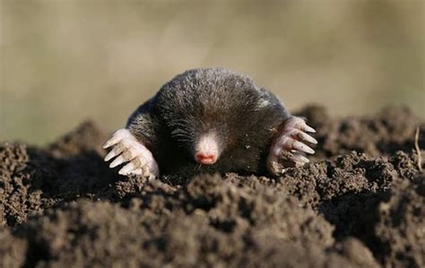 Blog Keeping Moles At Bay Expert Advice On Mole Control For Your Houston Yard