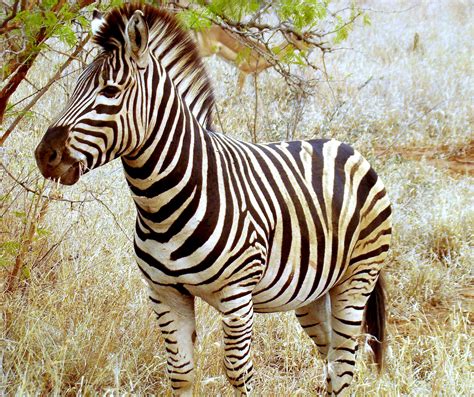 archivobeautiful zebra  south africajpg wikipedia la